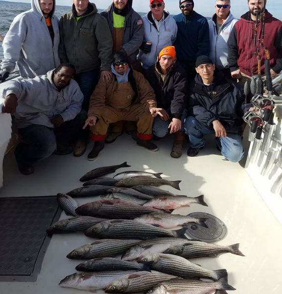 Chesapeake Winter Stripers A Nice Limit Of Fish